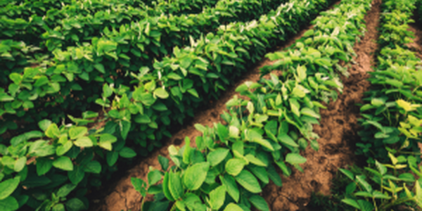 soybean field